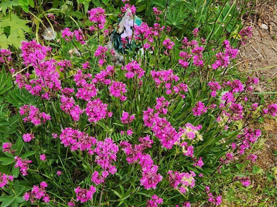 Maison Chaleureuse, Energetique Et Florale Sherbrooke Bagian luar foto